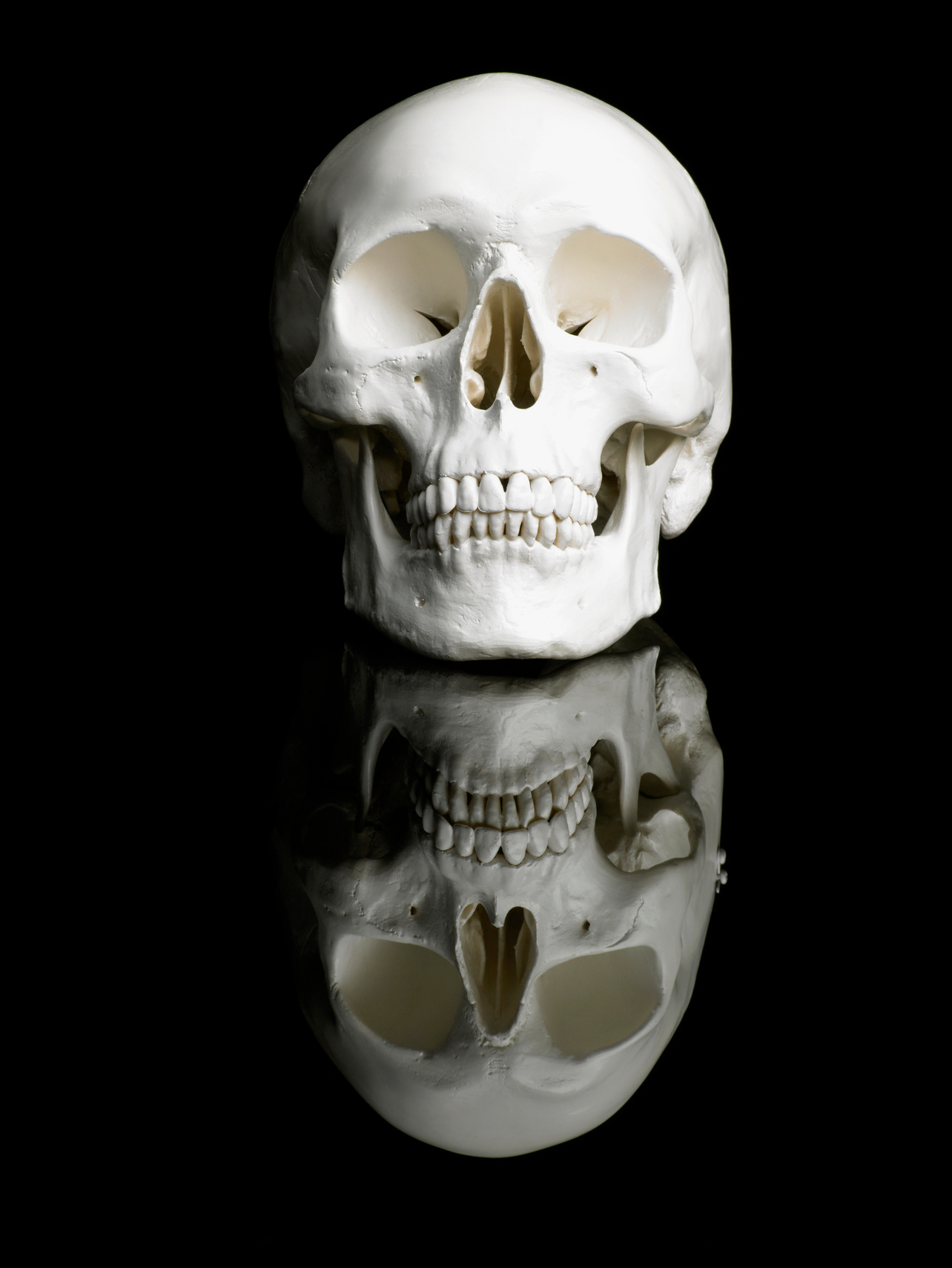 Human skull